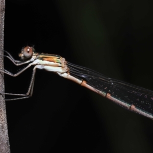 Austrolestes analis at Acton, ACT - 12 Nov 2022