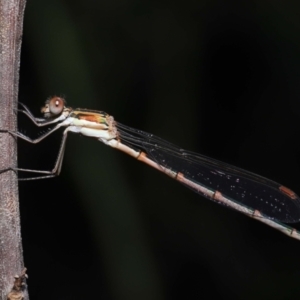 Austrolestes analis at Acton, ACT - 12 Nov 2022 11:23 AM