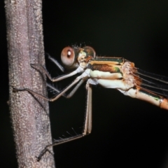 Austrolestes analis at Acton, ACT - 12 Nov 2022 11:23 AM