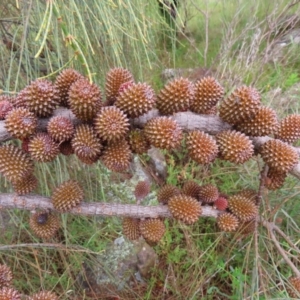 Allocasuarina verticillata at Kambah, ACT - 13 Nov 2022