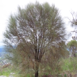 Allocasuarina verticillata at Kambah, ACT - 13 Nov 2022