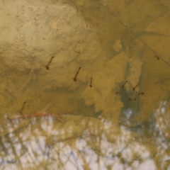 Culicidae (family) at Kambah, ACT - 13 Nov 2022