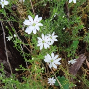 Stellaria pungens at Kambah, ACT - 13 Nov 2022 12:55 PM