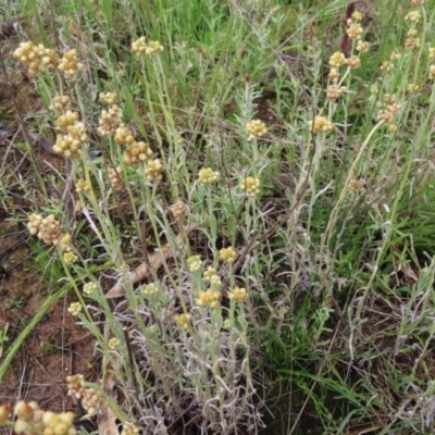 Pseudognaphalium luteoalbum (Jersey Cudweed) at Mount Taylor - 13 Nov 2022 by MatthewFrawley