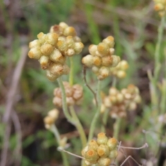 Pseudognaphalium luteoalbum at Kambah, ACT - 13 Nov 2022