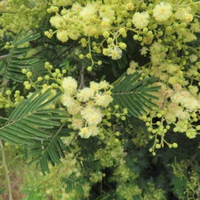 Acacia mearnsii (Black Wattle) at Mount Taylor - 13 Nov 2022 by MatthewFrawley