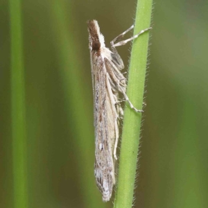 Eudonia cleodoralis at O'Connor, ACT - 5 Nov 2022 11:24 AM