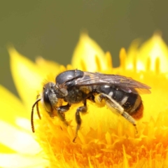 Lipotriches (Austronomia) ferricauda (Halictid bee) at O'Connor, ACT - 5 Nov 2022 by ConBoekel