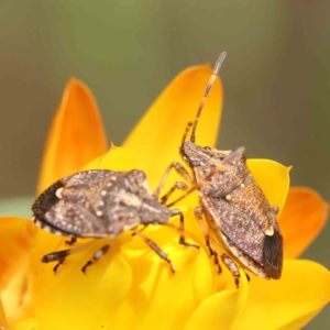 Oncocoris geniculatus at O'Connor, ACT - 5 Nov 2022 12:02 PM