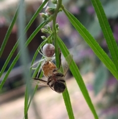 Lehtinelagia sp. (genus) (Flower Spider or Crab Spider) at Greenleigh, NSW - 12 Nov 2022 by LyndalT