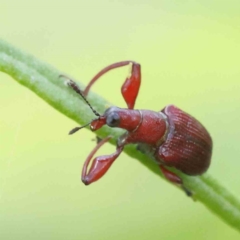 Euops sp. (genus) (A leaf-rolling weevil) at O'Connor, ACT - 5 Nov 2022 by ConBoekel