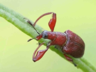 Euops sp. (genus) (A leaf-rolling weevil) at O'Connor, ACT - 5 Nov 2022 by ConBoekel