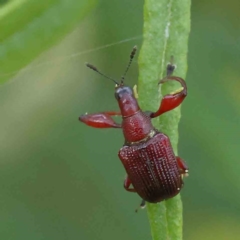 Euops sp. (genus) at O'Connor, ACT - 5 Nov 2022