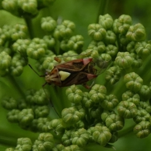 Austropeplus annulipes at Queanbeyan, NSW - suppressed