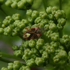 Austropeplus annulipes at Queanbeyan, NSW - suppressed