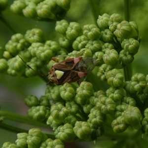 Austropeplus annulipes at Queanbeyan, NSW - suppressed