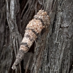 Lepidoscia (genus) IMMATURE (Unidentified Cone Case Moth larva, pupa, or case) at Forde, ACT - 11 Nov 2022 by mcosgrove