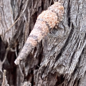 Lepidoscia (genus) IMMATURE at Forde, ACT - 11 Nov 2022