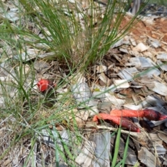 Phallus rubicundus (Phallus rubicundus) at Curtin, ACT - 14 Nov 2022 by Xrociel