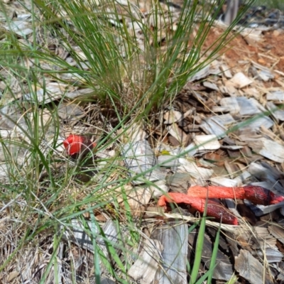 Phallus rubicundus (Phallus rubicundus) at Curtin, ACT - 14 Nov 2022 by Xrociel