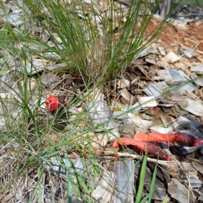 Phallus rubicundus (Phallus rubicundus) at Curtin, ACT - 13 Nov 2022 by Xrociel