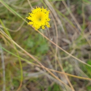 Leptorhynchos elongatus at Booth, ACT - 13 Nov 2022 11:00 AM