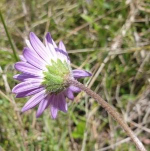 Calotis scabiosifolia var. integrifolia at Booth, ACT - 12 Nov 2022