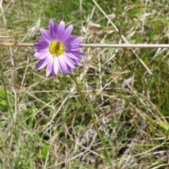 Calotis scabiosifolia var. integrifolia at Booth, ACT - 12 Nov 2022