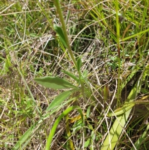 Calotis scabiosifolia var. integrifolia at Booth, ACT - 12 Nov 2022