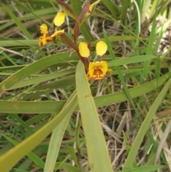 Diuris semilunulata (Late Leopard Orchid) at Booth, ACT - 9 Nov 2022 by gregbaines