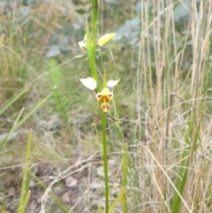 Diuris sulphurea (Tiger Orchid) at Namadgi National Park - 12 Nov 2022 by gregbaines