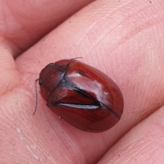 Paropsisterna sp. (genus) at Booth, ACT - 12 Nov 2022 03:47 PM