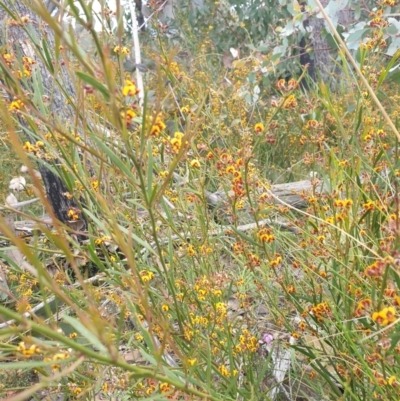 Daviesia leptophylla (Slender Bitter Pea) at Booth, ACT - 12 Nov 2022 by gregbaines