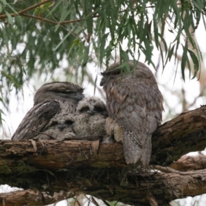 Podargus strigoides at Latham, ACT - 14 Nov 2022