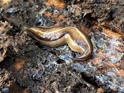 Australopacifica scaphoidea (Skiff planarian) at Googong, NSW - 14 Nov 2022 by Wandiyali