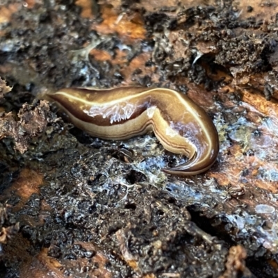 Australopacifica scaphoidea (Skiff planarian) at Googong, NSW - 13 Nov 2022 by Wandiyali