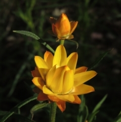 Xerochrysum viscosum (Sticky Everlasting) at Chisholm, ACT - 15 Oct 2022 by MichaelBedingfield