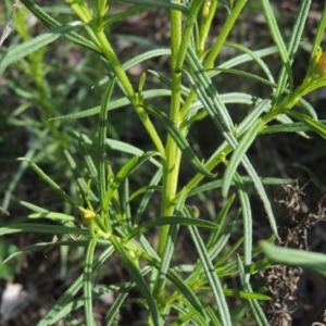 Xerochrysum viscosum at Chisholm, ACT - 15 Oct 2022