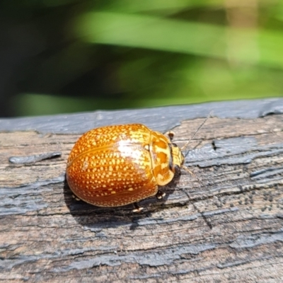 Paropsisterna cloelia (Eucalyptus variegated beetle) at Paddys River, ACT - 14 Oct 2022 by Fiboa