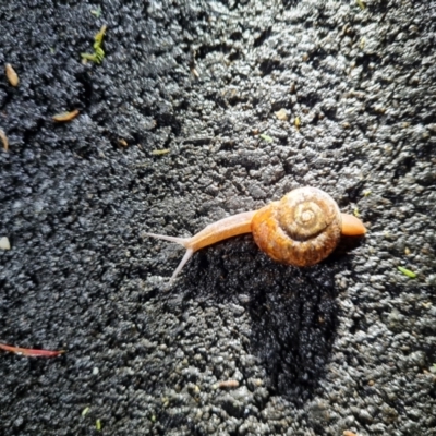 Austrorhytida capillacea (Common Southern Carnivorous Snail) at Tidbinbilla Nature Reserve - 26 Oct 2022 by Fiboa