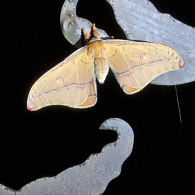 Opodiphthera helena (Helena Gum Moth) at Tidbinbilla Nature Reserve - 26 Oct 2022 by Fiboa