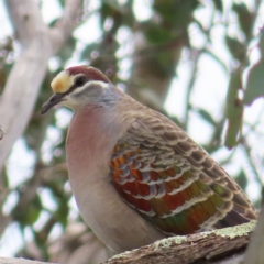 Phaps chalcoptera (Common Bronzewing) at Tuggeranong Hill - 13 Nov 2022 by MatthewFrawley