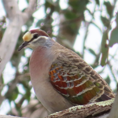 Phaps chalcoptera (Common Bronzewing) at Tuggeranong Hill - 13 Nov 2022 by MatthewFrawley