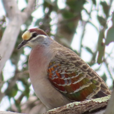 Phaps chalcoptera (Common Bronzewing) at Theodore, ACT - 14 Nov 2022 by MatthewFrawley