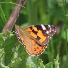 Vanessa kershawi (Australian Painted Lady) at Theodore, ACT - 13 Nov 2022 by MatthewFrawley