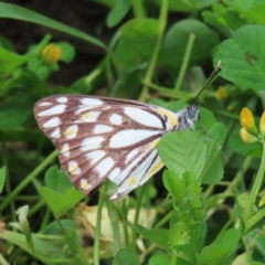 Belenois java (Caper White) at Theodore, ACT - 14 Nov 2022 by MatthewFrawley