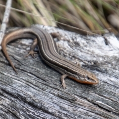 Acritoscincus duperreyi (Eastern Three-lined Skink) at Cotter River, ACT - 9 Nov 2022 by SWishart