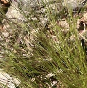 Nassella trichotoma at Higgins, ACT - 14 Nov 2022 04:13 PM