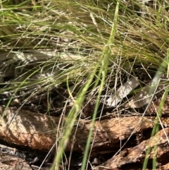 Nassella trichotoma at Higgins, ACT - 14 Nov 2022 04:13 PM