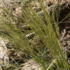 Nassella trichotoma at Higgins, ACT - 14 Nov 2022 04:13 PM